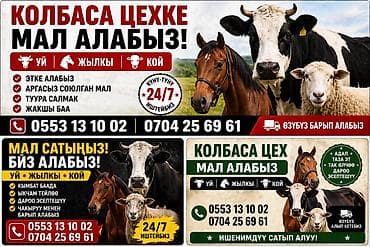 пленки для силоса: ЫССЫК-КОЛДОН Услуга: закупка скота для мясопереработки (колбасный — 2