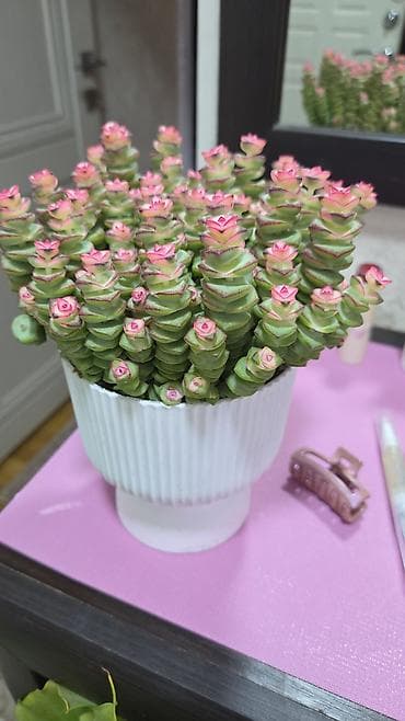 подонны: Комнатные растения в горшках. - Суккуленты, сансевиерия, алоэ — 9