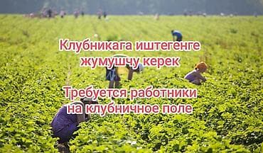 ТРЕБУЮТСЯ РАБОТНИКИ НА КЛУБНИЧНОЕ ПОЛЕ! город Талас Постоянно