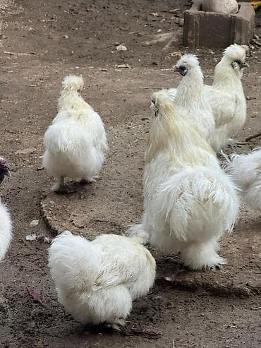 продам индоуток: Продаю | Куры, Петух — 2