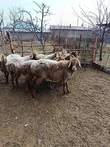 живой корм: Продаю | Овца (самка) | Для разведения — 4