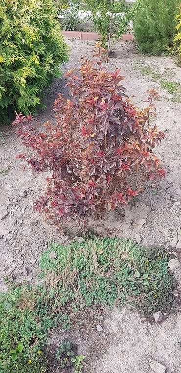 туника лист: Хвойные и декоративные кустарники для ландшафта Что предлагается: - — 10