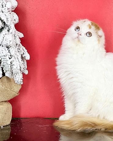 Шотландская вислоухая кошка (Scottish Fold), длинношерстная. Окрас