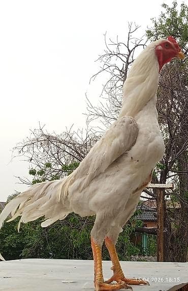 сколько стоит британские кошки: Продаю | Петух | Бойцовая | Для разведения — 3