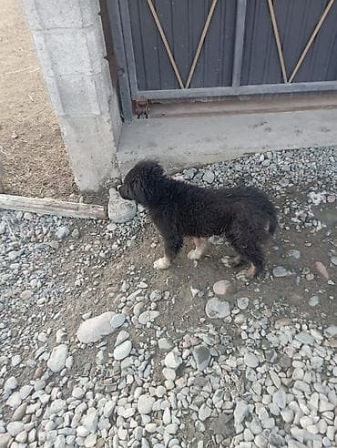 британская длинношерстная кошка: Продаю азиатов мальчик девочка цена за двоих 6000 т. с - Возраст — 1