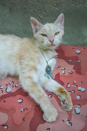 Кошка даром: Беспородная, 2 года, Девочка, Проглистована