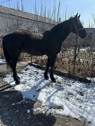 Лошади, кони: Продаю | Конь (самец) | Английская | Конный спорт — 1