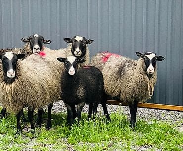 египетская кошка сфинкс: Продаю | Овца (самка), Ягненок | Гиссарская, Арашан, Романовская | Для разведения | Племенные, Котные, Матка — 2