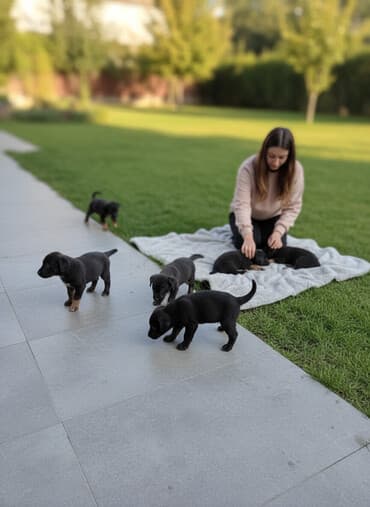 Ит кууту: Щенки от собаки, короткошёрстные, окрасы — преимущественно чёрный с — 1