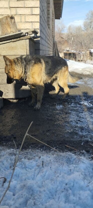 бравекто цена бишкек: Немис овчаркасы, 3 айлык, Ургаачы, Эмделген — 10