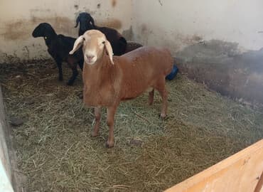 корм для домашних животных: Продаю | Баран (самец) | Арашан | Для разведения | Племенные — 1