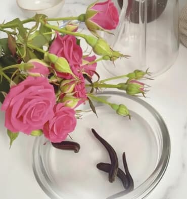 функциональная кровать для лежачих больных: Пиявки медицинские.Сүлүк сатылат. Продаются пиявки.Оптом и в розницу — 1