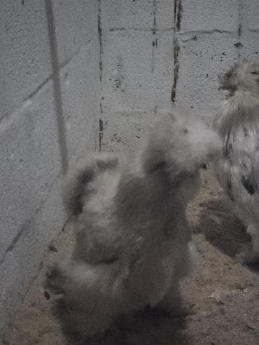 кожа куриная: Продаю | Куры | Для разведения — 5