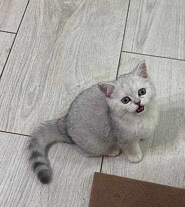 кошачий лоток: Скотиш Страйт (Шотландская прямоухая), 3 месяца, Мальчик, Серебристая шиншилла, Приучена к лотку — 2