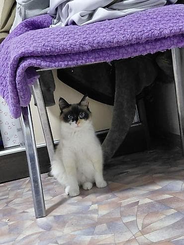 Башка жаныбарлар: Ургаачы — 2