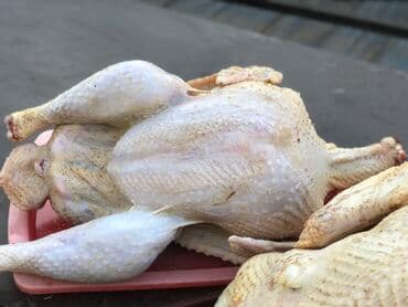 пахлава бишкек цена: Продаются индюки биг 6, вес от 15-20 Халал за 1кг 600сом — 2