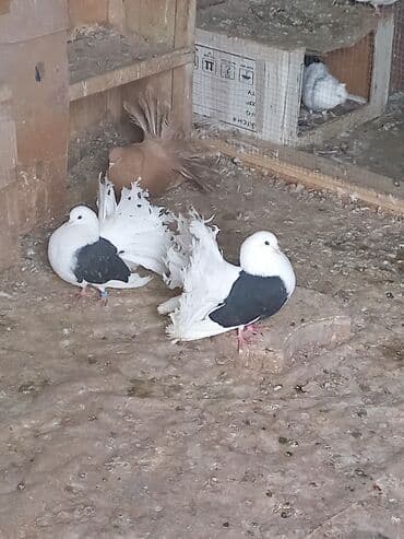 Услуги ветеринара: Продаю пару голубей краснохвостого и желтохвостноя галубка цена — 7
