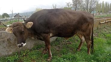 туша барана: Продаю | Корова (самка) | Алатауская | Для разведения — 1