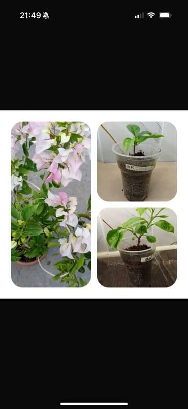 мебель бишкек: Саженцы цветка — 1