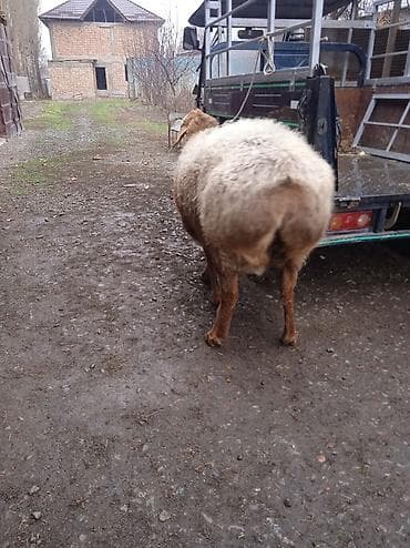 алабай цена 2022: Продаю | Овца (самка) | Арашан | Для разведения | Матка — 3