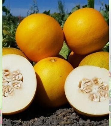 семена экспарцеп: Семена овощей: Огурцы, Самовывоз — 2