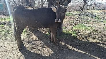 собаки балыкчы: Продаю | Бык (самец), Тёлка | Алатауская, Швицкая, Симментальская | На откорм, Для разведения | Племенные, Осеменитель, Не стельные — 3