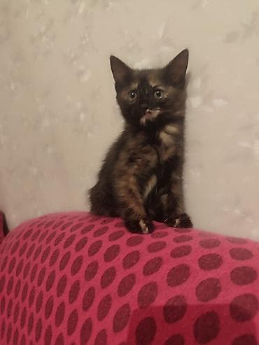 сколько стоят сиамские котята: 2 месяца, Девочка, Черепаховый, Приучена к лотку — 1