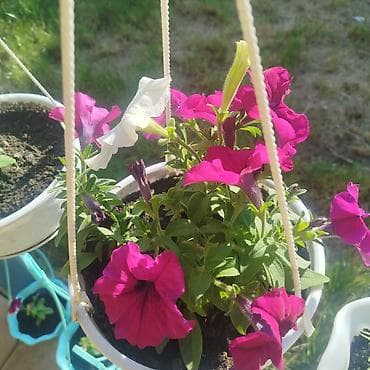 🌿 Үйүңүзгө жандуулук кошуңуз! Болмо гүлдөр сатылат 🌸 ✨ Таза аба ✨ Кооз