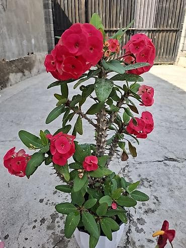 Молочаи: Молочай Миля (Euphorbia milii) в декоративном горшке. - Компактный — 4