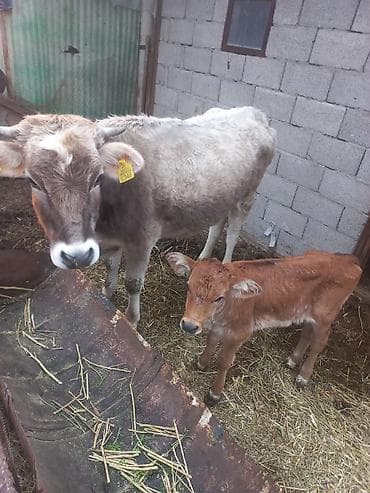 Продаю | Корова (самка) | Полукровка | Для разведения | Племенные