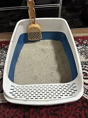 Продажа кошек: Шотландский вислоухий котёнок (Scottish Fold) - Окрас: тёплый рыжий — 7