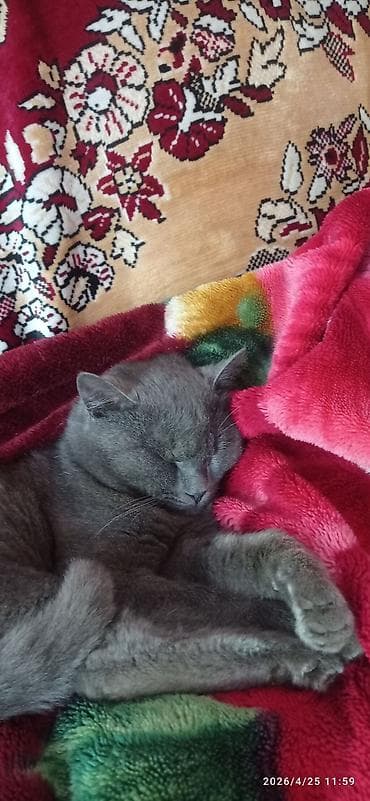 Азык-түлүктөр: Фазаны (кольчатые/охотничьи) — семейная группа. - Вид: кольчатый — 4