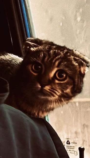 шотладский котенок: ОТДАМ В ХОРОШИЕ РУКИ срочно ‼️ Шотландская вислоухая кошка — 2