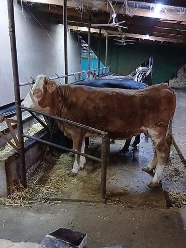 Продаю | Корова (самка), Тёлка | Симментальская | Для молока, Для разведения | Не стельные