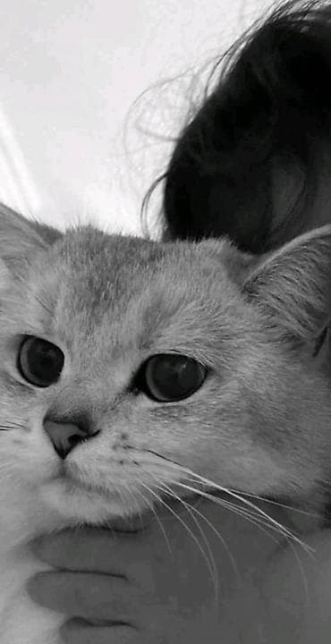 Сулуулук салондору: Талап кылынат Өндүрүшкө кара жумушчу, Төлөм: Ай сайын, Тажрыйбасыз — 1