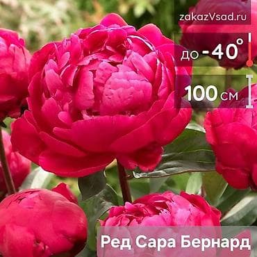 малинова: Саженцы — 9