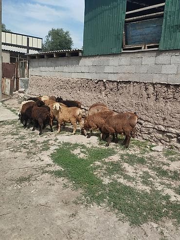 Үй жаныбарлары: Сатам | Кочкор (эркек) — 2