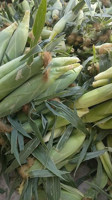 Продукты питания: Кукуруза Оптом — 5