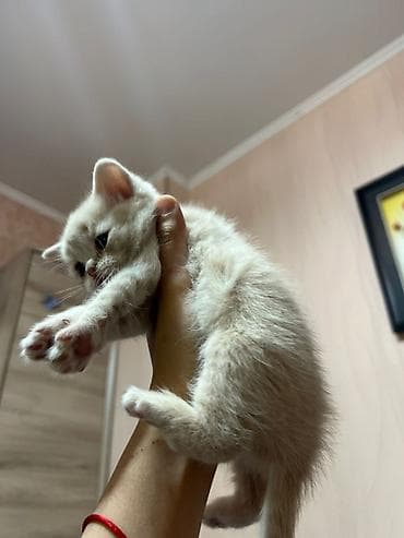 Продажа кошек: Предлогаются к бронированию 3 девочки и 2 мальчика серый и кремовый !! — 4