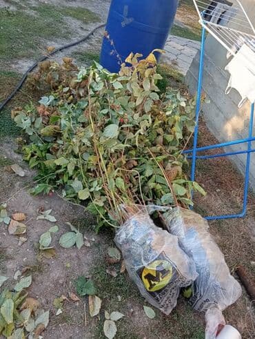 Малина кочоттор сатылат. сорт Импортный Полька. момосу абдан коп . 1