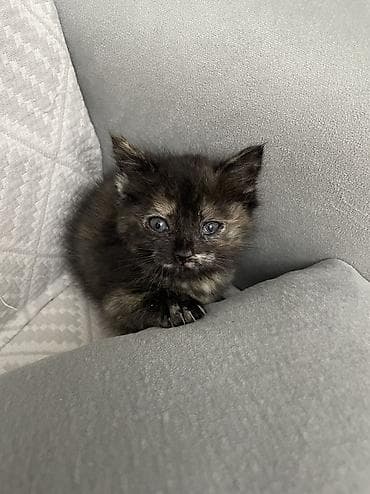 кошка мейн кун: Отдам котят 1-1,5 месяца в добрые руки. Обработаны, все витамины — 5