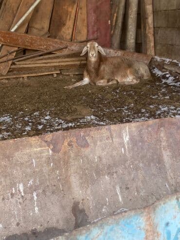 купить индоутку: Продаю | Овца (самка) | Для разведения | Матка — 2