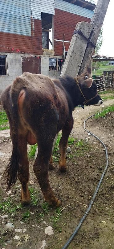 голубая рыбка: Продаю | Бык (самец) | Швицкая | Для разведения — 3