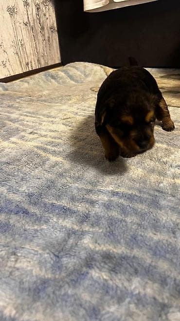 собака мопс: Щенки метисы (мама — небольшая лохматая собачка черно‑серого окраса — 5