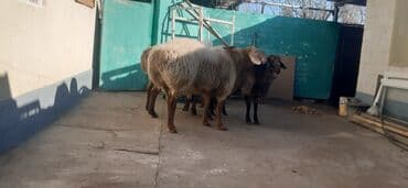 соль для животных: Продаю | Баран (самец) | Гиссарская, Арашан | На забой, Для разведения | Осеменитель — 1