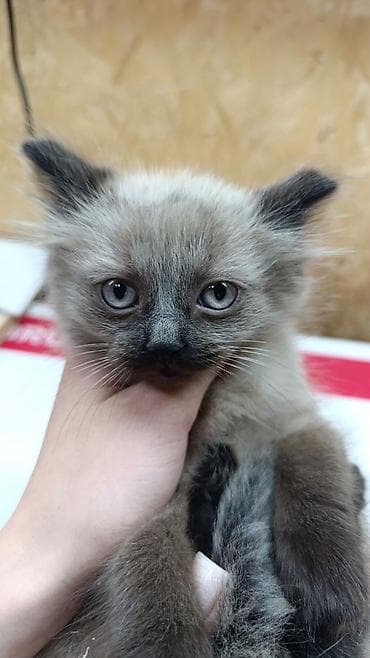 черная кошка: 2 месяца, Девочка, Черепаховый, Приучена к лотку — 3