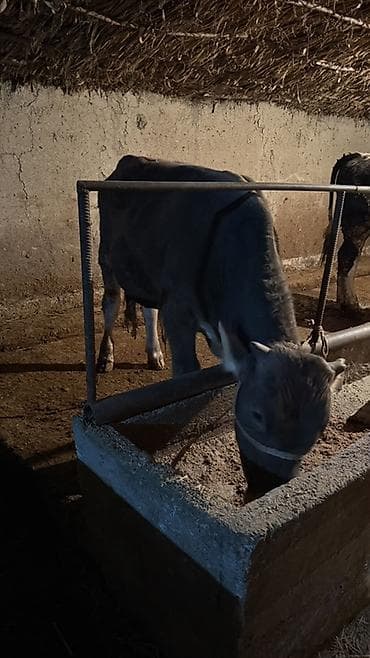 аркан канат: Продаю | Бык (самец) | На откорм | Привязанные — 3