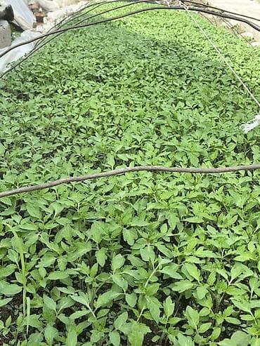 Картошка: Рассада овощных культур из теплицы Перец, баклажан, помидоры. Очень — 3