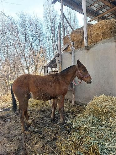 Продаю | Жеребец | Полукровка | Рабочий