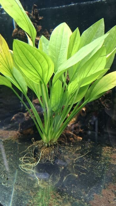 гидропонный корм: Аквариумное растение — Эхинодорус (розетка) - Тип: розеточное — 1